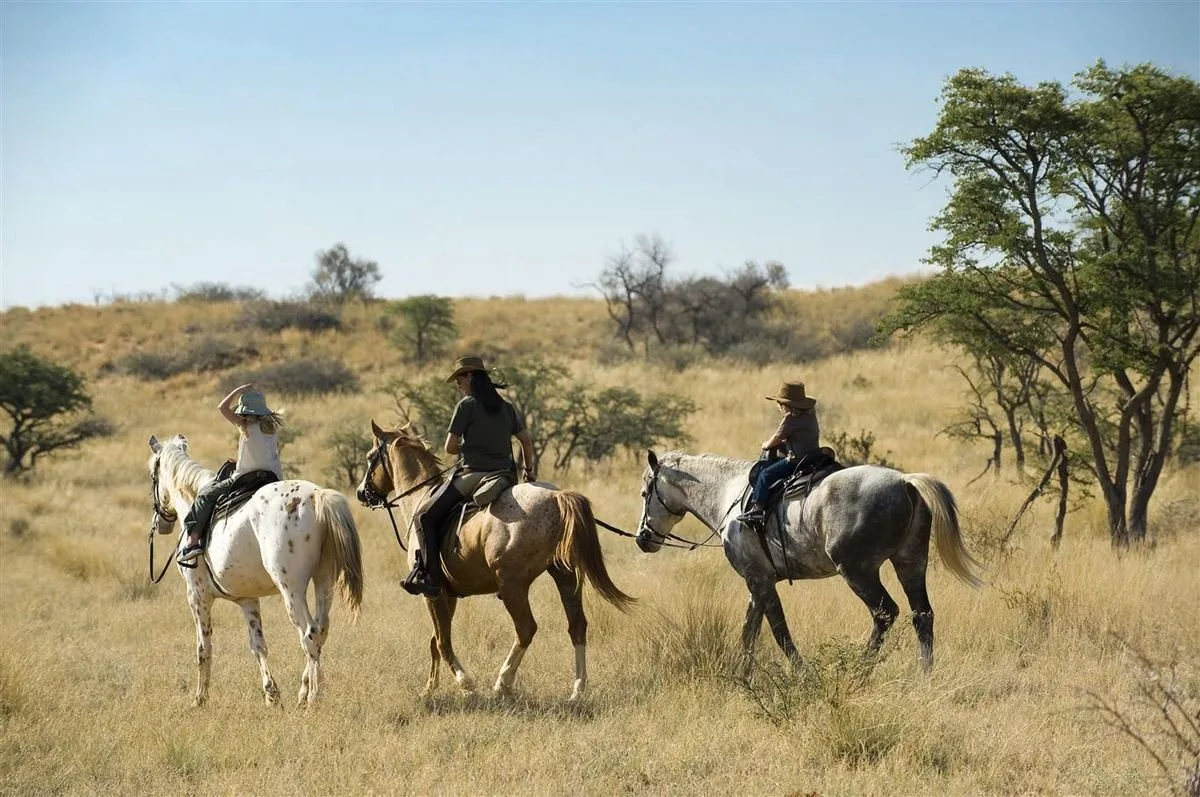 Horse Safari - 1